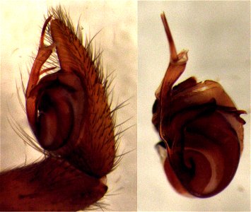 Gradungula sorenseni (topotype, male palp)