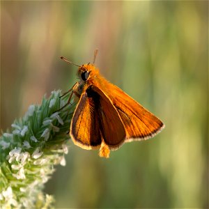 Lulworth skipper (Thymelicus acteon), Nea Makri, Attica, Greece. Apr 28, 2018, 8:18, 38.089843 23.976285. photo