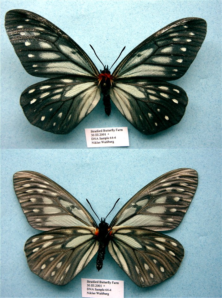 Stratford Butterfly Farm, UK.   Biol.Lett.2008,   <a href="http://nymphalidae.utu.fi/story.php?code=NW64-4" rel="nofollow">see in our database</a>