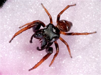 Adult male Zygoballus sexpunctatus jumping spider on a flower petal. Body length: 3.5 mm.