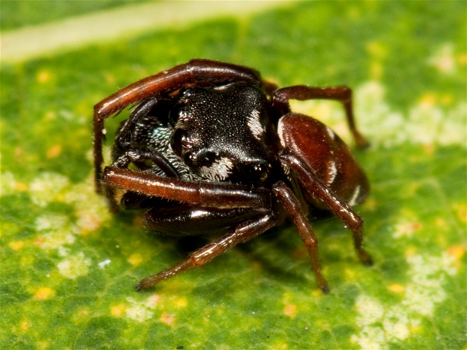 Adult male Zygoballus sexpunctatus jumping spider in resting position.