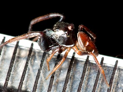 Adult male Zygoballus sexpunctatus jumping spider on a millimeter ruler.