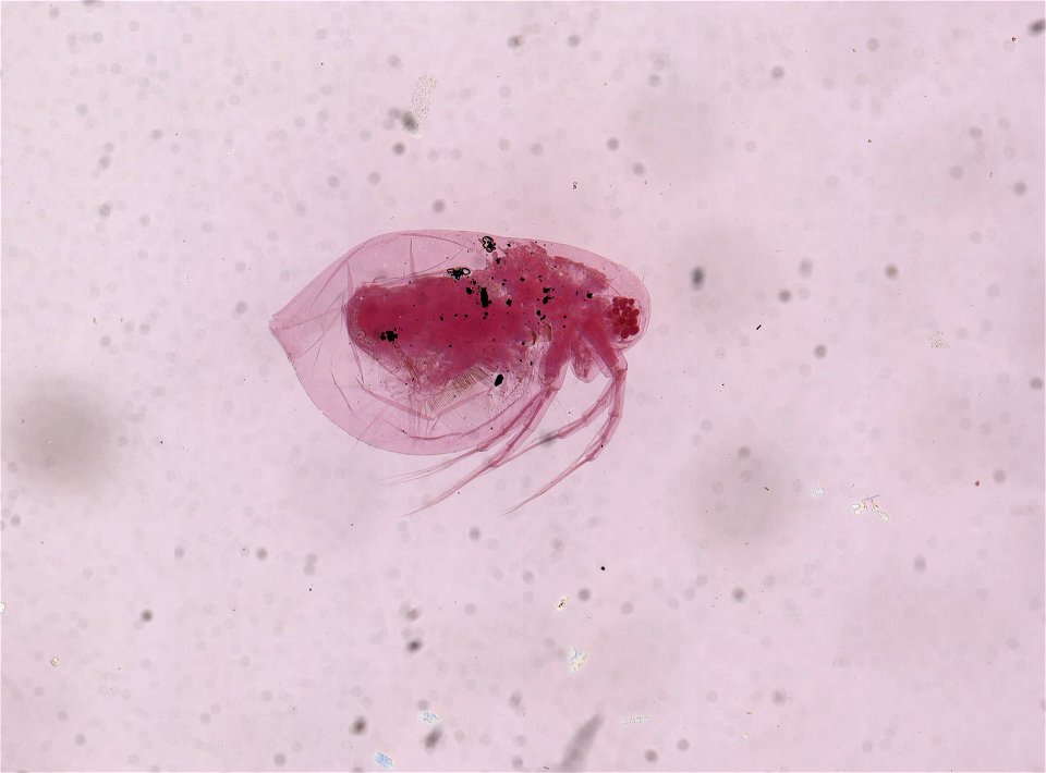 PRESERVED_SPECIMEN; ; ; microslide; Det. by: Stanley I. Dodson; IZ number 90636; lot count 1; Microslide 01, balsam, whole mount; 1964-04-23T00:00:00Z