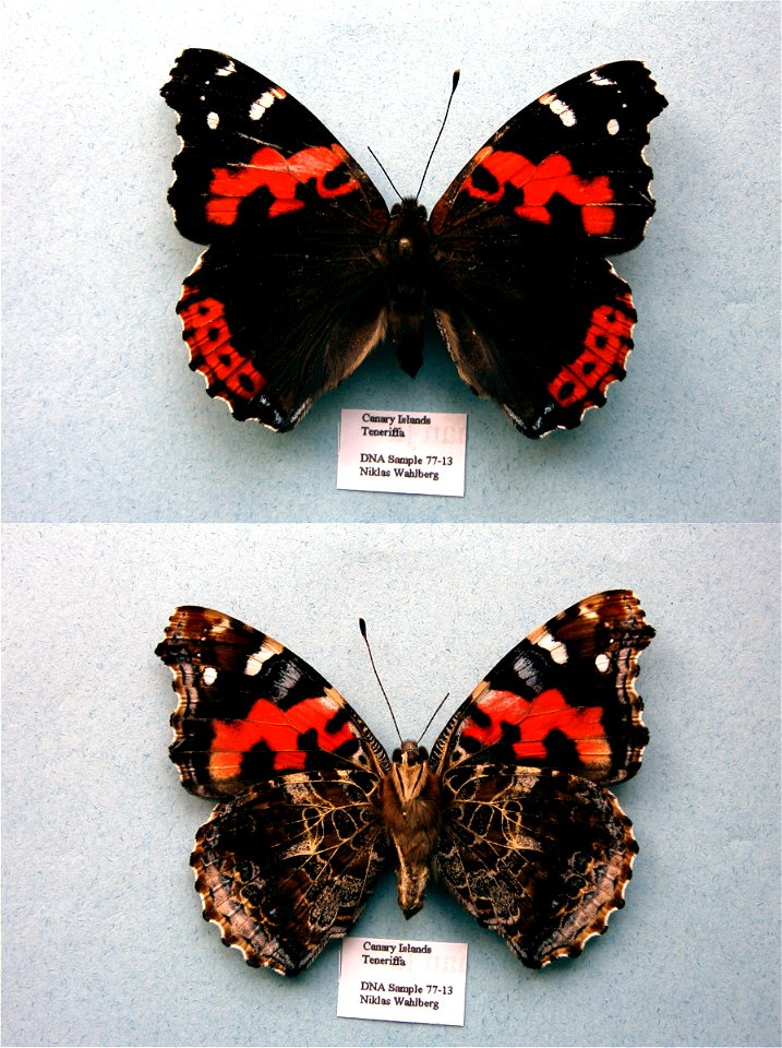 SPAIN.  Teneriffa, Canary Islands,  SystEnt 2011,  Exemplar,  <a href="http://nymphalidae.utu.fi/story.php?code=NW77-13" rel="nofollow">see in our database</a>