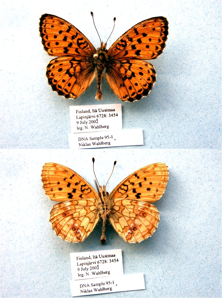 FINLAND.  LapinjÃ¤rvi, ItÃ¤-Uusimaa,  ISE 2006, PRS 2009,  Exemplar,  <a href="http://nymphalidae.utu.fi/story.php?code=NW95-1" rel="nofollow">see in our database</a>