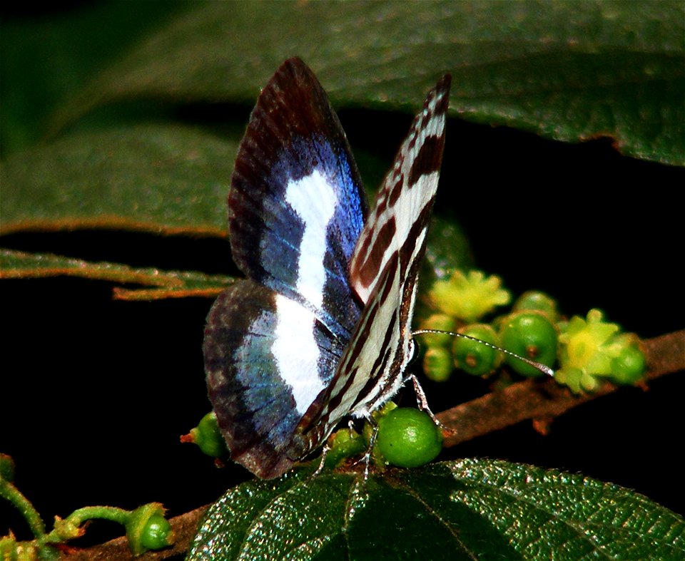 Banded Blue Pierrot_(Discolampa ethion)