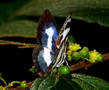 Banded Blue Pierrot_(Discolampa ethion)