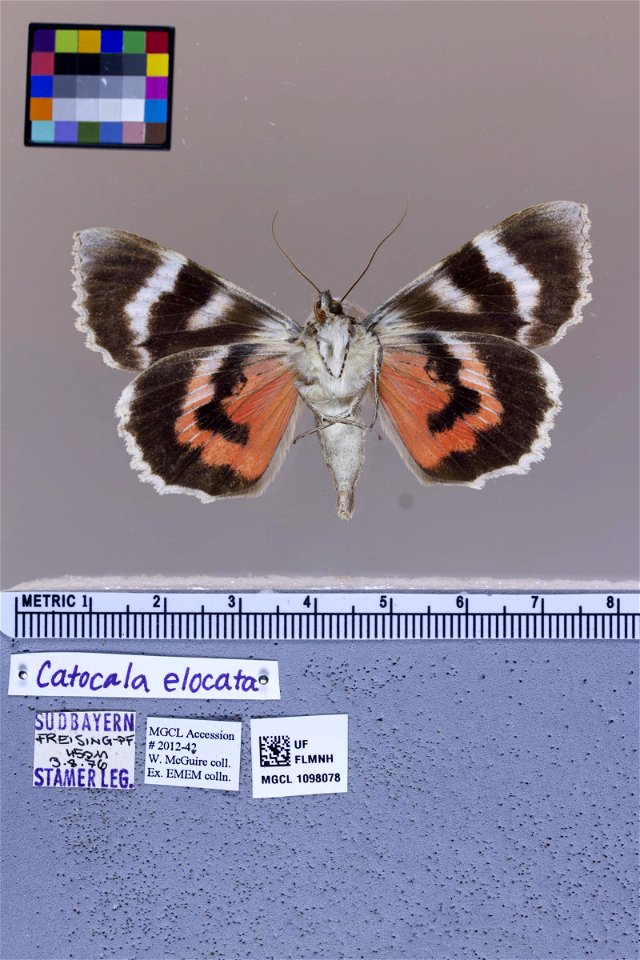 Florida Museum of Natural History, McGuire Center for Lepidoptera and Biodiversity
Catalog #: MGCL_1098078
Taxon: Catocala elocata (ventral)
Family: Erebidae

Locality: Germany