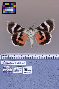 Florida Museum of Natural History, McGuire Center for Lepidoptera and Biodiversity Catalog #: MGCL_1098078 Taxon: Catocala elocata (ventral) Family: Erebidae Locality: Germany photo