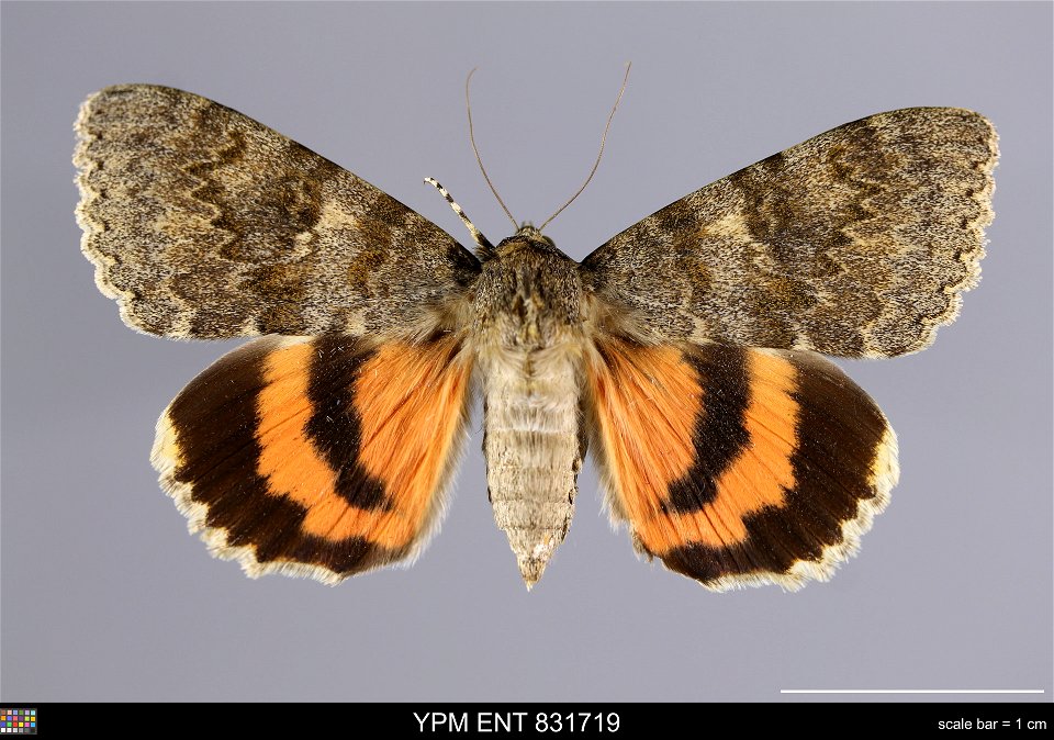 Yale Peabody Museum, Entomology Division Catalog #: YPM ENT 831719 Taxon: Catocala elocata (Esper) (dorsal) Family: Erebidae Taxon Remarks: Animals and Plants: Invertebrates - Insects Collector: Feren photo