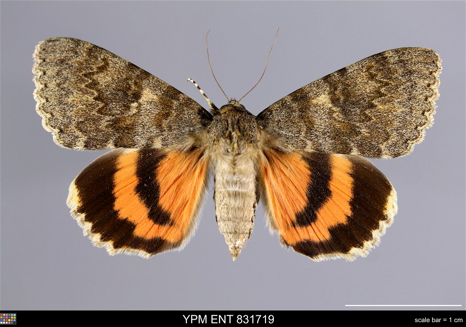 Yale Peabody Museum, Entomology Division
Catalog #: YPM ENT 831719
Taxon: Catocala elocata (Esper) (dorsal)
Family: Erebidae
Taxon Remarks: Animals and Plants: Invertebrates - Insects
Collector: Feren