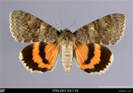 Yale Peabody Museum, Entomology Division Catalog #: YPM ENT 831719 Taxon: Catocala elocata (Esper) (dorsal) Family: Erebidae Taxon Remarks: Animals and Plants: Invertebrates - Insects Collector: Feren photo