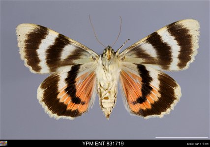 Yale Peabody Museum, Entomology Division
Catalog #: YPM ENT 831719
Taxon: Catocala elocata (Esper) (ventral)
Family: Erebidae
Taxon Remarks: Animals and Plants: Invertebrates - Insects
Collector: Fere
