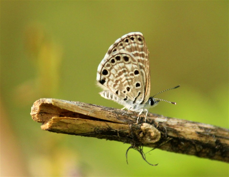 Azanus jesous Guérin-Méneville, 1847 – African Babul Blue