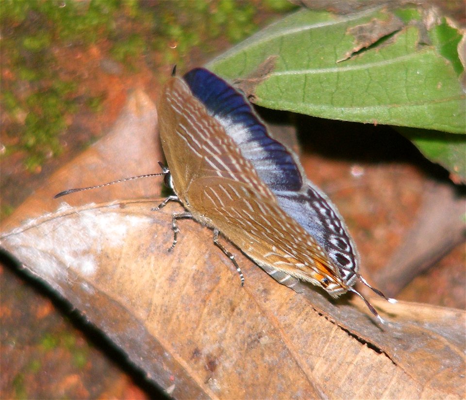 Metallic Cerulean_Jamides alecto
