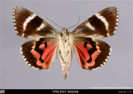 Yale Peabody Museum, Entomology Division Catalog #: YPM ENT 565048 Taxon: Catocala sponsa (L.) (ventral) Family: Erebidae Taxon Remarks: Animals and Plants: Invertebrates - Insects Collector: John Rei photo