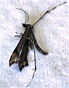 adult Amblyptilia falcatalis