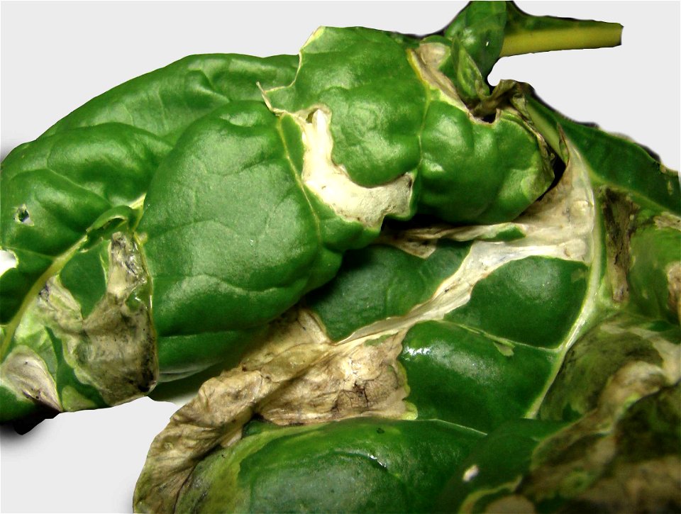 Surface of chard leaf showing "blisters", the damage caused by the leaf miner eating between the leaf surfaces