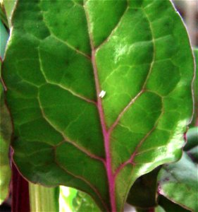 Two eggs laid on underside of swiss chard leaf by spinach leaf miner. photo
