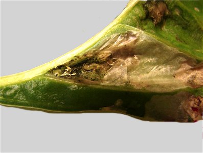 leaf miner larva exposed by peeling back a blister in the chard leaf.