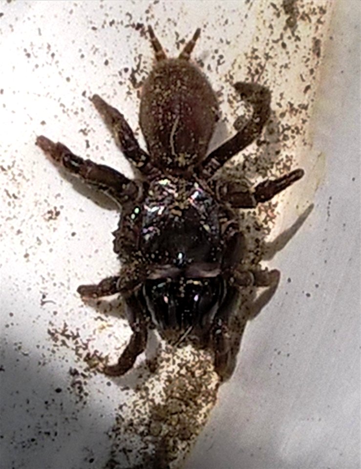 atypus muralis found in South Tyrol