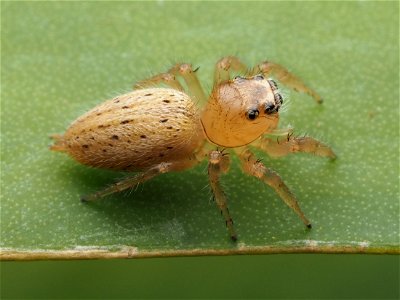 Adult female Colonus puerperus jumping spider photo