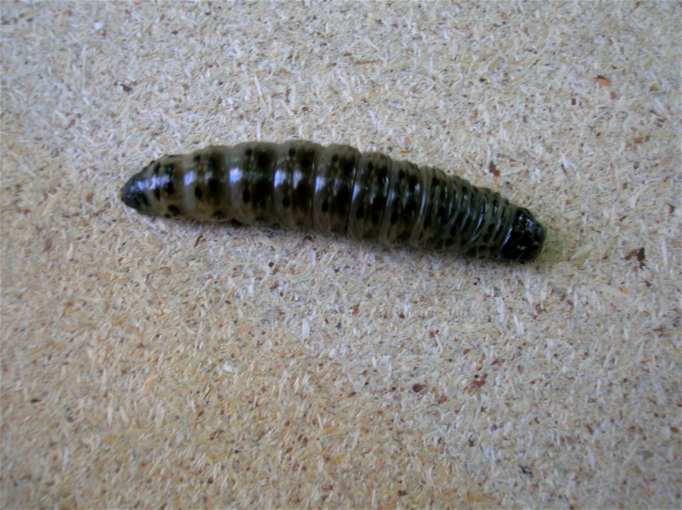 Apamea monoglypha larva from Beith, Ayrshire, Scotland.