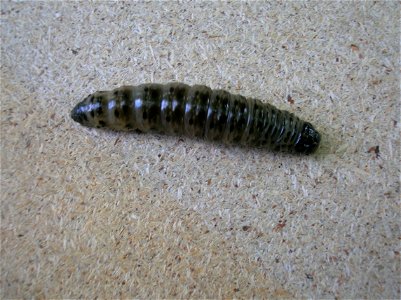 Apamea monoglypha larva from Beith, Ayrshire, Scotland. photo