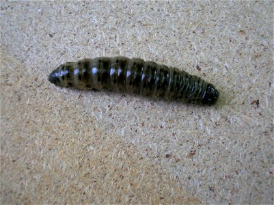 Apamea monoglypha larva from Beith, Ayrshire, Scotland.