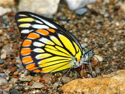 Painted Sawtooth_Prioneris sita photo