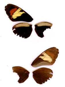 COLOMBIA.  Cundinamarca, Virgen de Chirajara near Guayabetal U (just before shrine towards Villavicencio, upper site),  Beltran et al 2007. BJLS, in press,  Exemplar,  <a href="http://nymphalidae.u