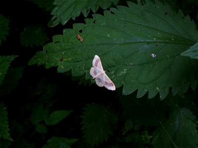 Idaea aversata (Riband Wave), sitting on a nettle leaf. Place: Yaroslavl, Russia. Date: 2005-07-03. The cropped and rotated version of this image is here: Image:Idaea aversata.jpg