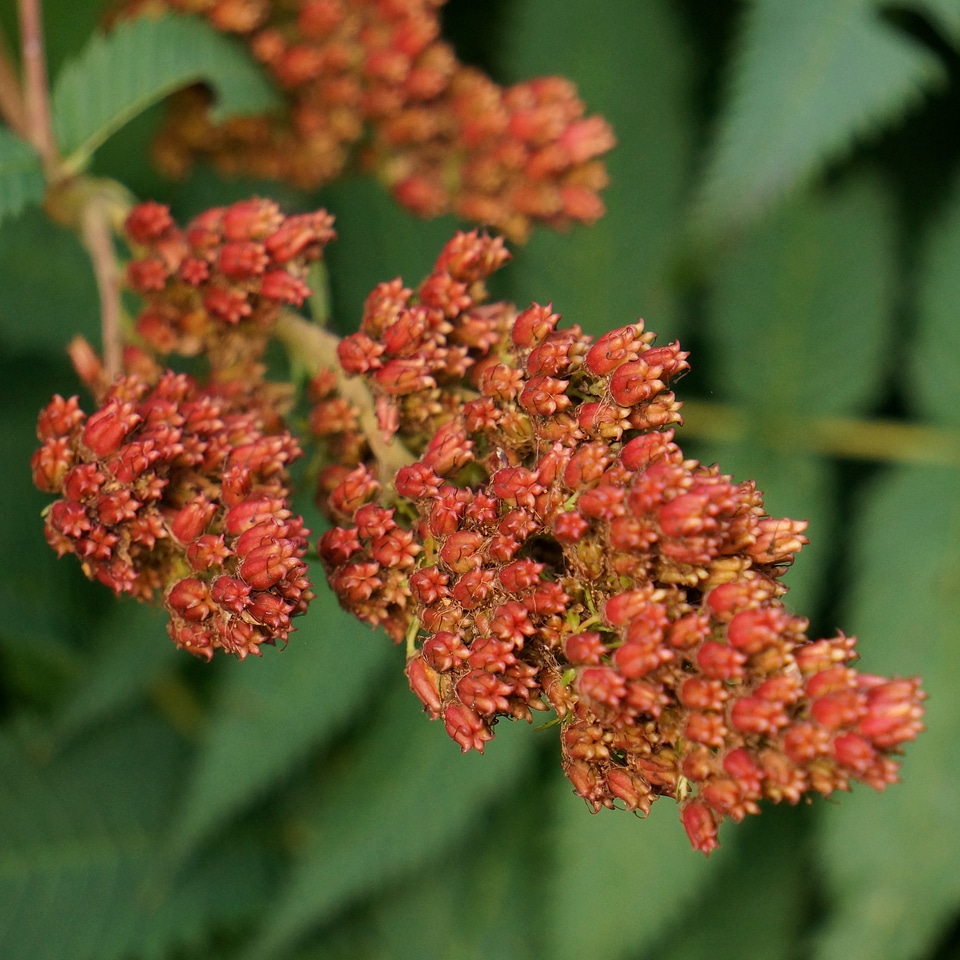 The core seed red seeds