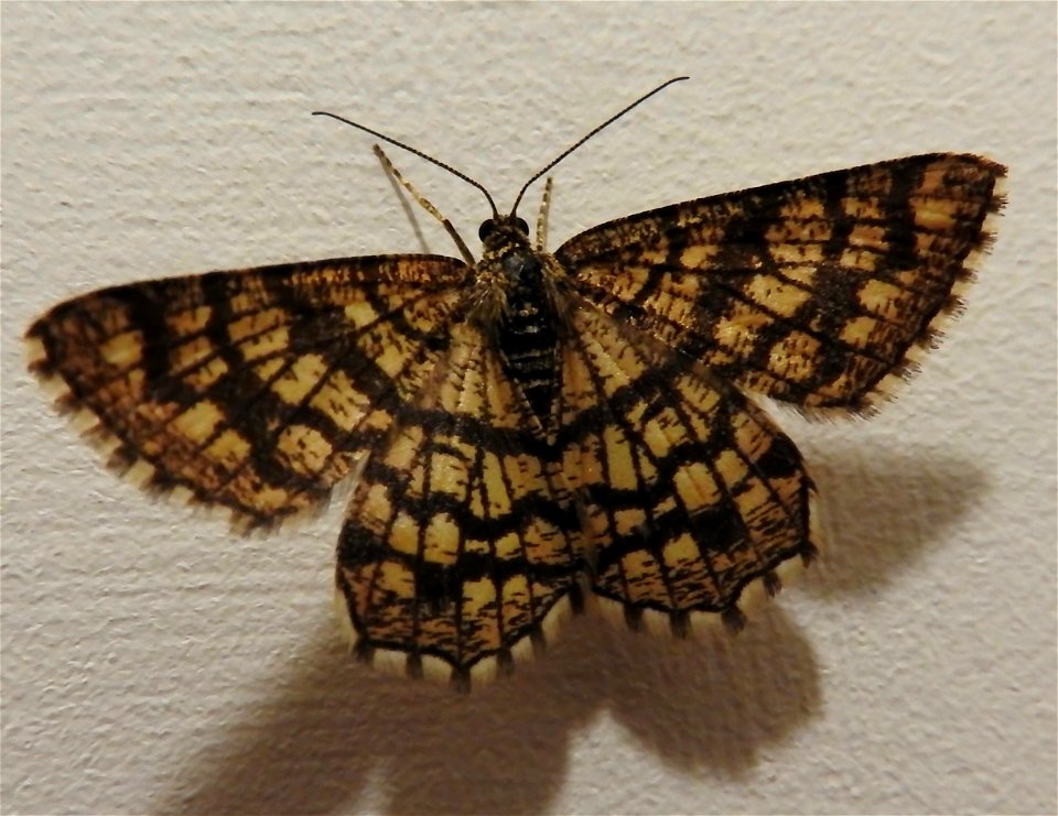 Chiasmia clathrata