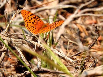 Malcolm's Fritillary (Speyeria zerene ssp. malcolmi). Subspecies of insect. photo