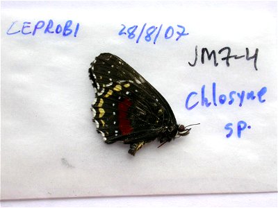 MEXICO. CEPROBI, <a href="http://nymphalidae.utu.fi/story.php?code=JM7-4" rel="nofollow">see in our database</a> photo