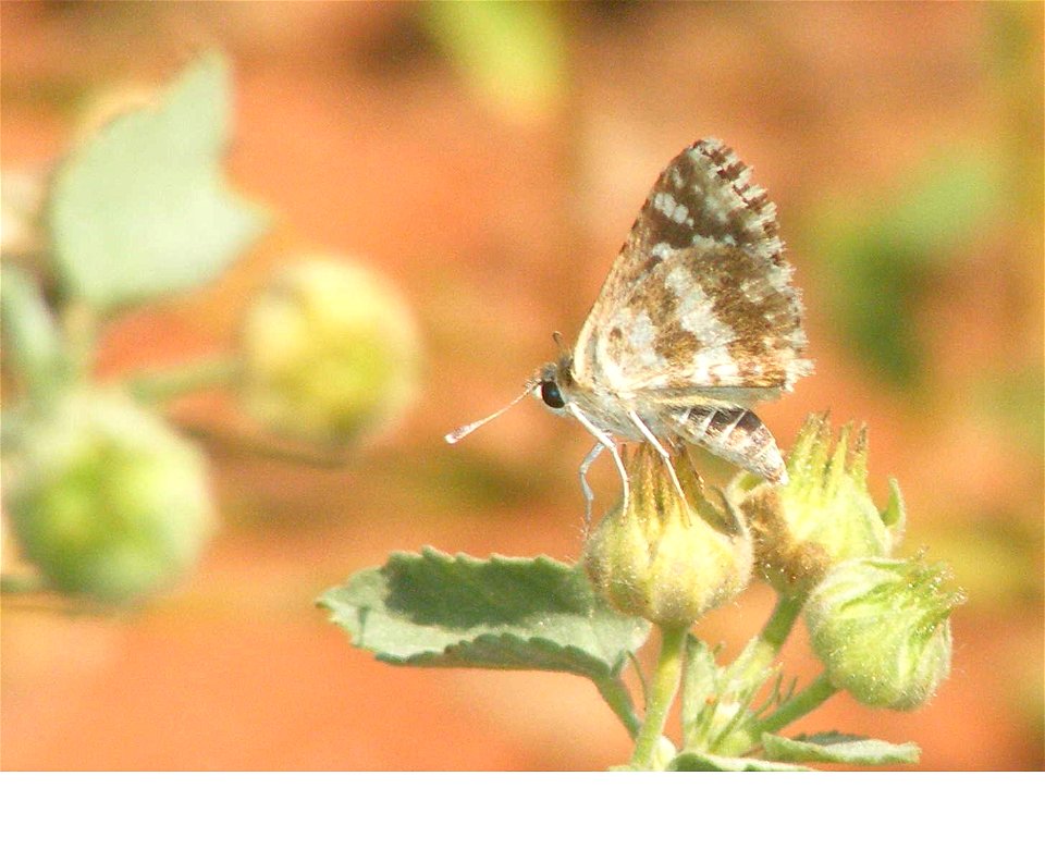 Indian Skipper_Spialia galba