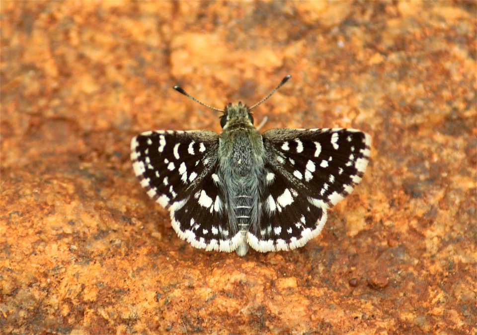 Spialia galba (Fabricius, 1793) – Asian Grizzled Skipper