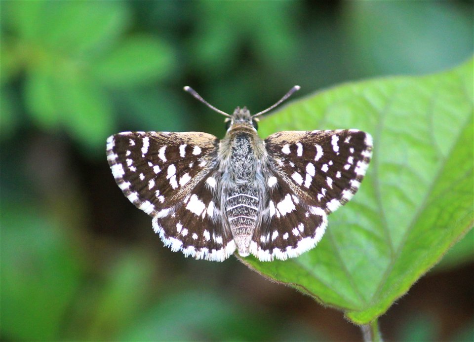 Spialia galba (Fabricius, 1793) – Asian Grizzled Skipper