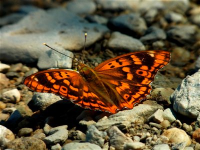 Apatura metis substituta, female photo