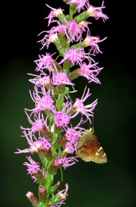 Image title: Southern cludywing skipper butterfly thorybes bathyllus with brown wings with small white marks
Image from Public domain images website, http://www.public-domain-image.com/full-image/faun