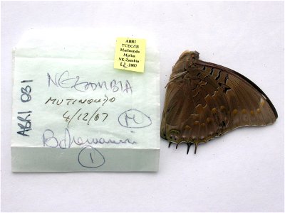 ZAMBIA. Mutinondo, Mpika, MPE 2009, <a href="http://nymphalidae.utu.fi/story.php?code=ABRI-031" rel="nofollow">see in our database</a> photo