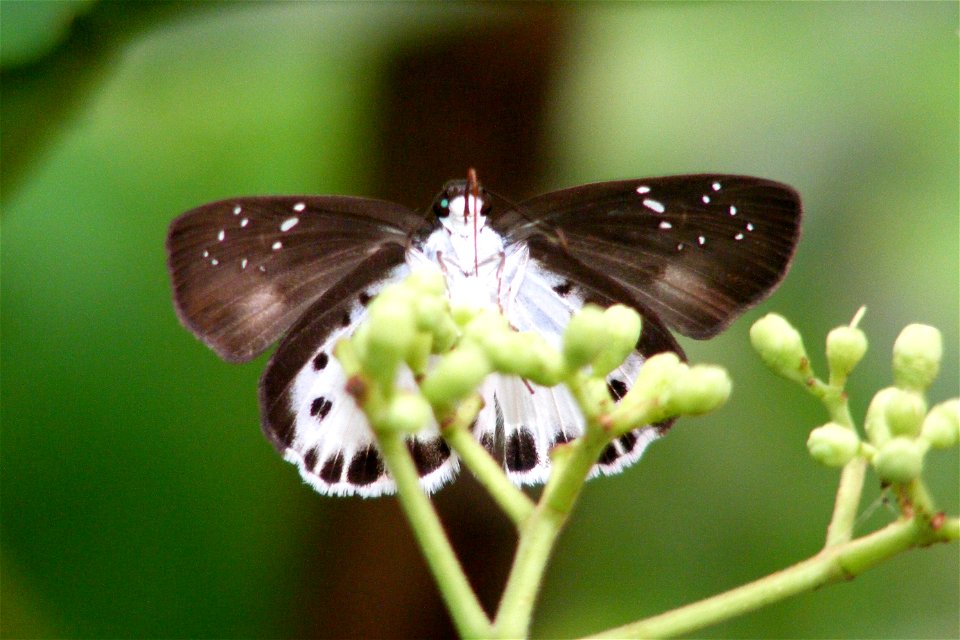 Water Snow Flat_Tagiades litigiosa