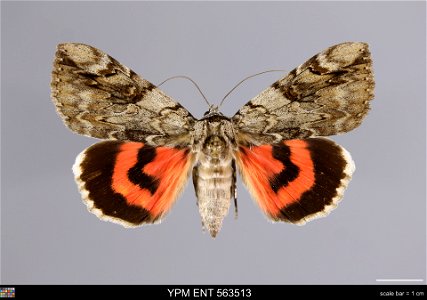 Yale Peabody Museum, Entomology Division
Catalog #: YPM ENT 563513
Taxon: Catocala electa (Vieweg) (dorsal)
Family: Erebidae
Taxon Remarks: Animals and Plants: Invertebrates - Insects
Collector: John 