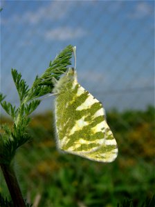 Euchloe belemia (Pieridae). El Rocío, Huelva, España.