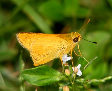 Pale Palm Dart_Telicota colon (male) photo