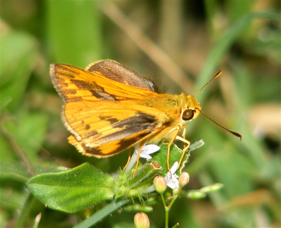 Pale Palm Dart_Telicota colon (male)
