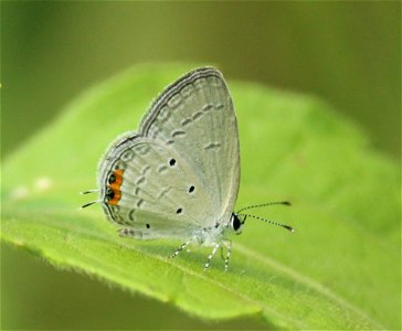 Everes lacturnus Godart, 1824 – Oriental Cupid photo