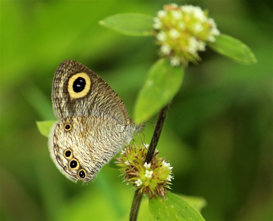 Ypthima ceylonica Hewitson, 1864 – White Four-ring