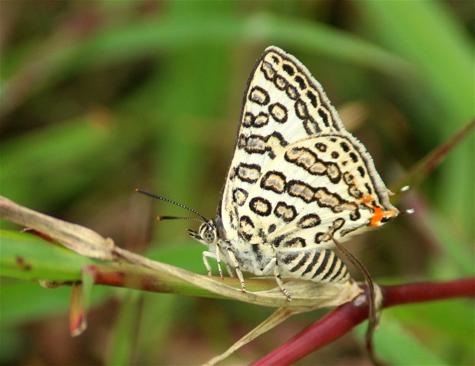 Apharitis lilacinus Moore, 1884 – Lilac Silverline